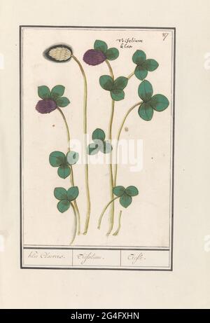 Trèfle rouge (trifolium talkse) ; Klee Claevers. / Trifolium. / aigus. Trèfle rouge. En haut à droite, numéroté : 117. Avec le nom latin. Partie du deuxième album avec des dessins de fleurs et de plantes. Neuvième des douze albums avec dessins d'animaux, d'oiseaux et de plantes connus vers 1600, réalisé par l'empereur Rudolf II Avec explication en néerlandais, latin et français. Banque D'Images