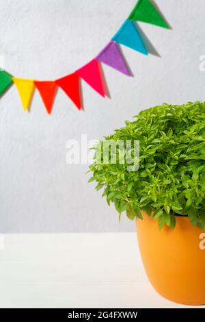Pot de basilic appelé manjerico une plante traditionnelle de saints populaires portugais et drapeaux de fête. Avec espace de copie Banque D'Images