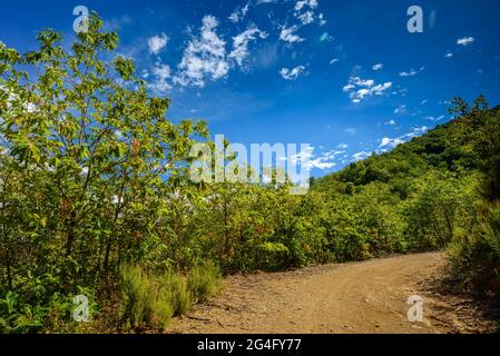 Les forêts de Montnegre près de Santa Maria de Montnegre, au début de l'automne (Barcelone, Catalogne, Espagne) ESP: Bosques de la umbría del Montnegre (Cataluña) Banque D'Images