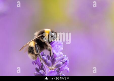 Jardin Bumblebee Bombus dans le jardin anglais pollinisant le violet Lavender Lavandula à Cambridgeshire, Angleterre, Royaume-Uni Banque D'Images