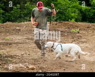 Entraîneur masculin utilisant des colliers électriques de choc avec le chien Golden Retriever dans l'atelier d'évitement de serpent Banque D'Images