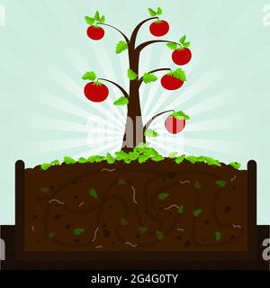 Arbre de tomate. Processus de compostage avec matière organique, micro-organismes et vers de terre. Feuilles tombées sur le sol. Illustration de Vecteur