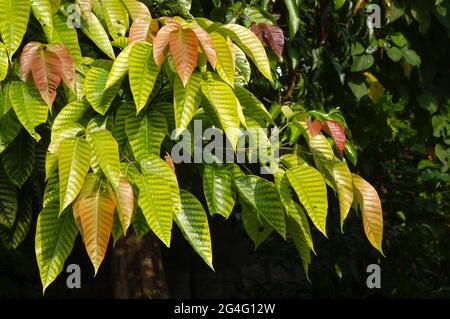 Les feuilles de santol (Sandoricum koetjape), fruit de coton, est un fruit tropical originaire de l'Asie maritime du Sud-est. Banque D'Images