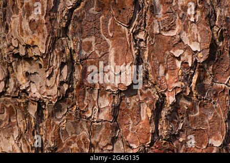 La surface d'une ancienne écorce d'arbre en acajou (Swietenia mahagoni) pour le fond naturel Banque D'Images