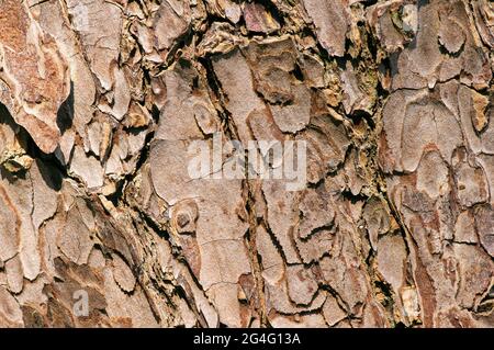 La surface d'une ancienne écorce d'arbre en acajou (Swietenia mahagoni) pour le fond naturel Banque D'Images