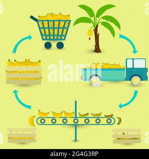 Étapes de production de bananes. Banane, récolte, transport, séparation des bananes saines et pourries, vente à l'épicerie. Dans un schéma circulaire. Illustration de Vecteur