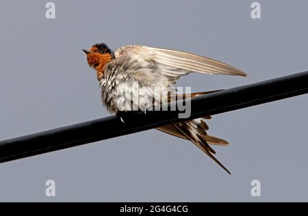 Bienvenue Swallow (Hirundo neoxena neoxena) adulte se bronzant sur la ligne électrique après la douche sud-est Queensland, Australie Janvier Banque D'Images