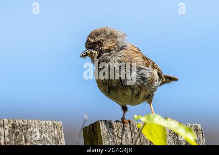 Gros plan sur un donnock (Prunella modularis) qui prend un bec rempli de nourriture (y compris la mouche verte) pour un nid dans un jardin, faune britannique Banque D'Images