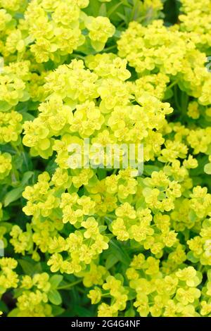 Euphorbia palustris, ou Mrsh spup, présentant des fleurs jaunes de soufre caractéristiques. Banque D'Images