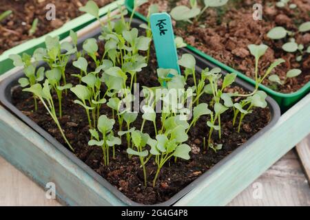 Plantules de kale dans un plateau Cavolo nero (également appelé Nero di Toscana) plantules cultivées à partir de graines dans un plateau Banque D'Images