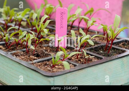 Bêta vulgaris. Des semis de betteraves marqués « Boltardy » cultivés dans un plateau modulaire UK Banque D'Images