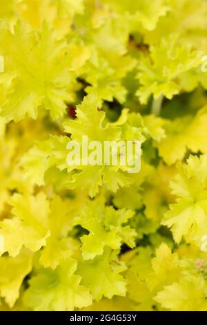 Heuchera 'Lime Marmalade' présentant des feuilles acides jaunes caractéristiques. ROYAUME-UNI Banque D'Images