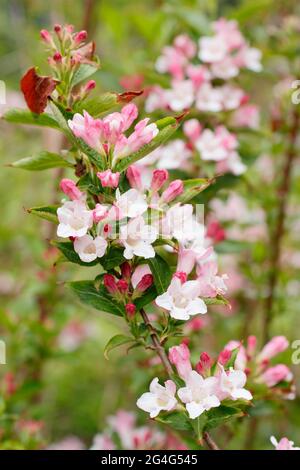 Arbustes à fleurs Weigela praecox affichant des grappes distinctives de fleurs en forme d'entonnoir. Banque D'Images