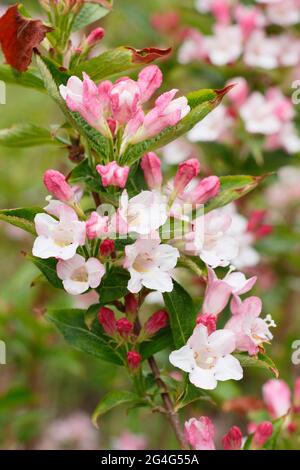 Arbustes à fleurs Weigela praecox affichant des grappes distinctives de fleurs en forme d'entonnoir. Banque D'Images