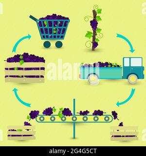 Étapes de production de raisin. Raisin, récolte, transport, séparation de raisins sains et pourris, vente à l'épicerie. Dans un schéma circulaire. Illustration de Vecteur