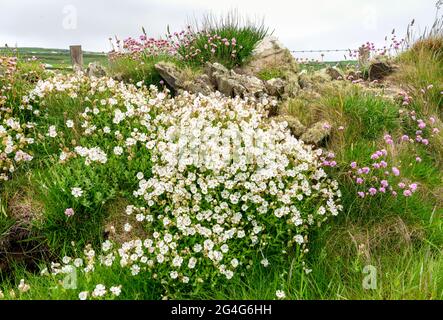 Bancs de haies fleuries de Sea Campion Silene maritima et Thrift Armeria maritima par le chemin de la côte de Pembrokeshire au pays de Galles au Royaume-Uni Banque D'Images