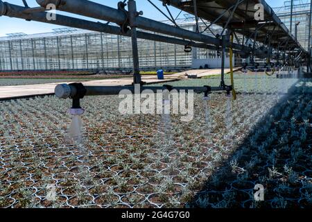 Entreprise horticole, irrigation avec un système d'arrosage, voyageant sur roues à l'extérieur, différents types de plantes en pot poussent ici pour être vendus dans le Banque D'Images