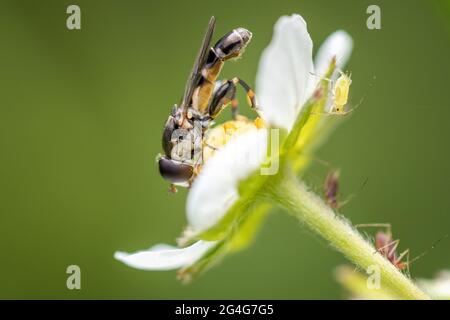 L'aéroglisseur à pattes épaisses (syritta pipipiens) avec son fémora large et caractéristique sur une fraise sauvage et des grains de pollen sur son œil composé (avec aph Banque D'Images