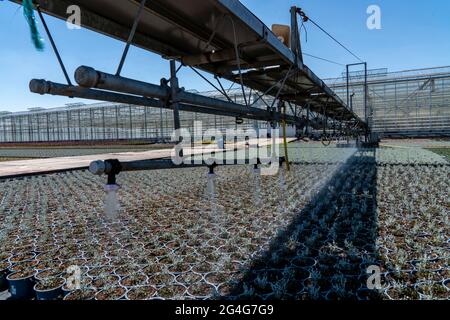 Entreprise horticole, irrigation avec un système d'arrosage, voyageant sur roues à l'extérieur, différents types de plantes en pot poussent ici pour être vendus dans le Banque D'Images