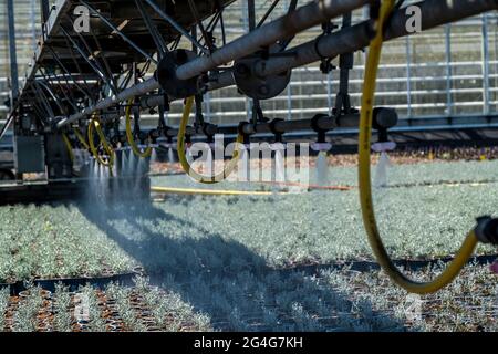 Entreprise horticole, irrigation avec un système d'arrosage, voyageant sur roues à l'extérieur, différents types de plantes en pot poussent ici pour être vendus dans le Banque D'Images