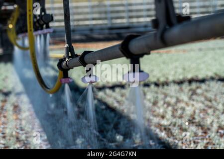 Entreprise horticole, irrigation avec un système d'arrosage, voyageant sur roues à l'extérieur, différents types de plantes en pot poussent ici pour être vendus dans le Banque D'Images