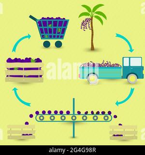 Étapes de production d'Acai. Arbre d'açai, récolte, transport, séparation des acaais sains et pourris, vente à l'épicerie. Dans un schéma circulaire. Illustration de Vecteur