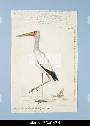 . Étude d'oiseaux: Nimmerzat (Mycteria ibis); avec échelle à Rijnlandse Maat. Gordon a vu cet oiseau au Gamkarivier. Banque D'Images