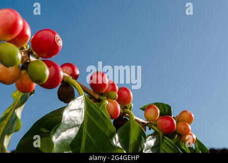 Baies de café rouges sur plante en gros plan avec fond bleu ciel. Banque D'Images