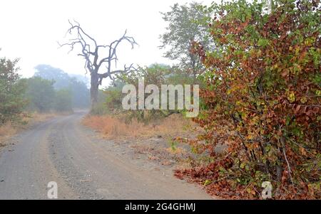 Nyawutsi se cache sur la route S50, Kruger Park, Afrique du Sud Banque D'Images