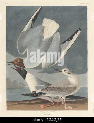 Bonaprartian Gull, 1836. Banque D'Images