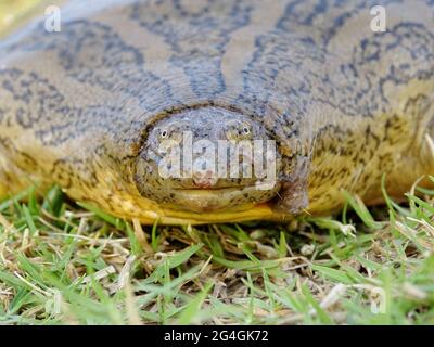 Tortue molle indienne à tête étroite, Chitra indica. En voie de disparition. Trouvé dans les rivières du sous-continent indien. Région de Chambal, Inde Banque D'Images