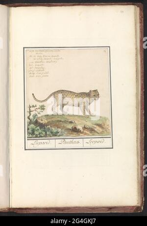 Léopard (Panthera Pardus) ; Lupaerd. / Panthera. / Leopard .. Leopard ou Panther. Numéroté en haut à droite : 14. Au-dessus du nom en huit langues. Partie du premier album avec des dessins d'amis à quatre pattes. Premier des douze albums avec dessins d'animaux, d'oiseaux et de plantes connus vers 1600, réalisé par l'empereur Rudolf II Avec explication en néerlandais, latin et français. Banque D'Images