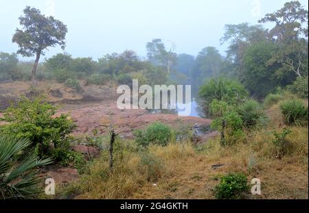 Nyawutsi se cache sur la route S50, Kruger Park, Afrique du Sud Banque D'Images