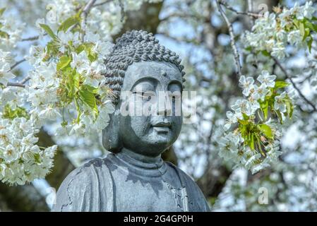 Le visage de Bouddha. Statue de Bouddha sous le cerisier à fleurs. Fleur de cerisier blanche parfumée autour de la statue de Bouddha au printemps Banque D'Images