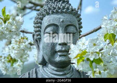 Le visage de Bouddha. Statue de Bouddha sous le cerisier à fleurs. Fleur de cerisier blanche parfumée autour de la statue de Bouddha au printemps Banque D'Images