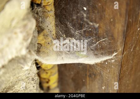 Toile d'araignée sur une ancienne porte en bois, animaux et insectes, saleté Banque D'Images