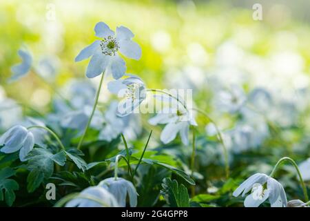 Bois de rêve anémone fleurs sauvages en forêt. Image de mise au point douce une fleur blanche de printemps Anemone Nemorosa Banque D'Images
