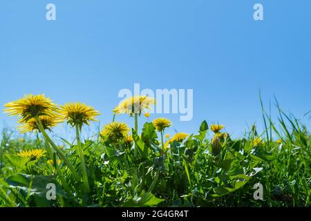 Champ vert avec pissenlits jaunes. De gros plan de fleurs de printemps jaune sur le terrain Banque D'Images