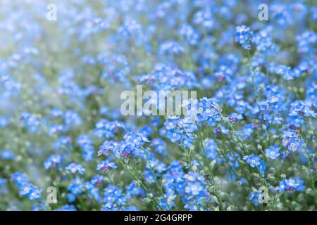 Printemps nature fond avec des fleurs bleues Forget-me-Not (Myosotis sylvatica, arvensis ou scorpion herbes). Gros plan sur les fleurs oubliées Banque D'Images