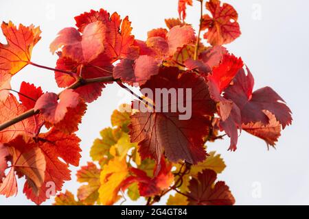 Feuille de raisin rouge gros plan contre le ciel. Fond d'automne naturel coloré. Laisse en plein soleil depuis le dessous. Raisins mûrs, le concept de ha Banque D'Images