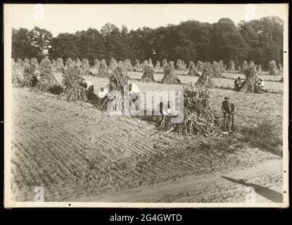 Un imprimé en argent de gélatine des hommes qui font des chocs de maïs dans un domaine à l'école de formation manuelle et industrielle pour les jeunes de couleur à Bordentown, New Jersey. L'école d'internat Bordentown pour étudiants afro-américains a été fondée en 1886. Elle était connue sous le nom de « Tuskegee du Nord » pour son adoption de nombreuses pratiques éducatives développées pour la première fois à l'Institut Tuskegee en Alabama. Banque D'Images