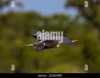 Ce tricolor Heron est en vol sur l'île Butler dans l'Altamaha WMA. Il est vu sur un fond vert lointain pour un effet bokeh très agréable. Banque D'Images