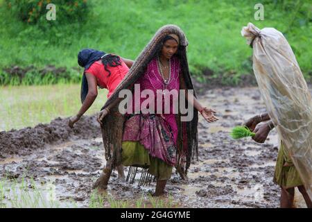 TRIBU DHANKA TADVI. Les femmes et les agriculteurs plantent du riz dans le champ humide au début de la mousson. Les collines de Satapuda, près du village de Molagi à Nandurbar, Mahara Banque D'Images