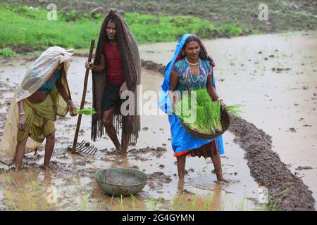 TRIBU DHANKA TADVI. Les femmes et les agriculteurs plantent du riz dans le champ humide au début de la mousson. Les collines de Satapuda, près du village de Molagi à Nandurbar, dans le Maharas Banque D'Images