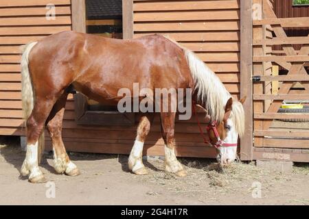 Des chevaux blancs rouges se trouvent près de la grange en bois a, un jour d'été Banque D'Images