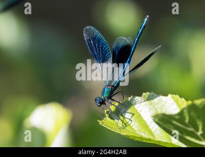 Adulte mâle Banded Demoiselle Damselfly sur la feuille, Calopteryx splendens, exemple d'insectes britanniques, Oxfordshire UK Banque D'Images