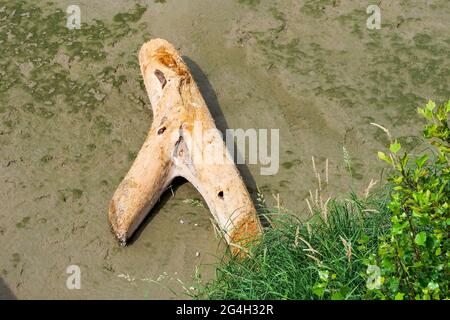 Bois flotté sur le Rhône, Tournon, Vallée du Rhône, AURA, France Banque D'Images