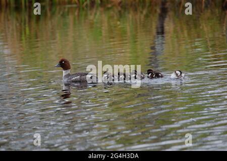 Goldeneye Bucephala clangula, femelle, avec les canetons sur le loch Mallachie près de Loch Garten, Highlands Scotland UK Banque D'Images