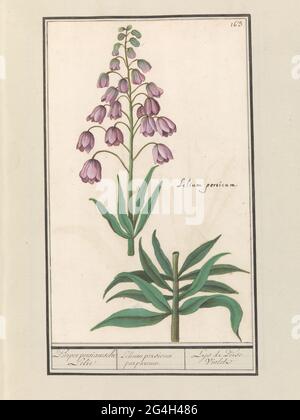 Nénuphars perses (Fritilaria persica); nénuphar persiasche (Lilium persicum purpueum). / Lys de Persse Violet. Nénuphars persans, avec fleurs violettes. En haut à droite, numéroté : 163. Sur la droite, le nom latin. Partie du deuxième album avec des dessins de fleurs et de plantes. Neuvième des douze albums avec dessins d'animaux, d'oiseaux et de plantes connus vers 1600, réalisé par l'empereur Rudolf II Avec explication en néerlandais, latin et français. Banque D'Images