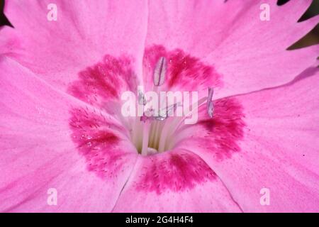 Dianthus rose,gros plan,montrant le Stamen composé du filament avec l'anthère sur sa pointe.poussant dans un jardin Somerset. Banque D'Images